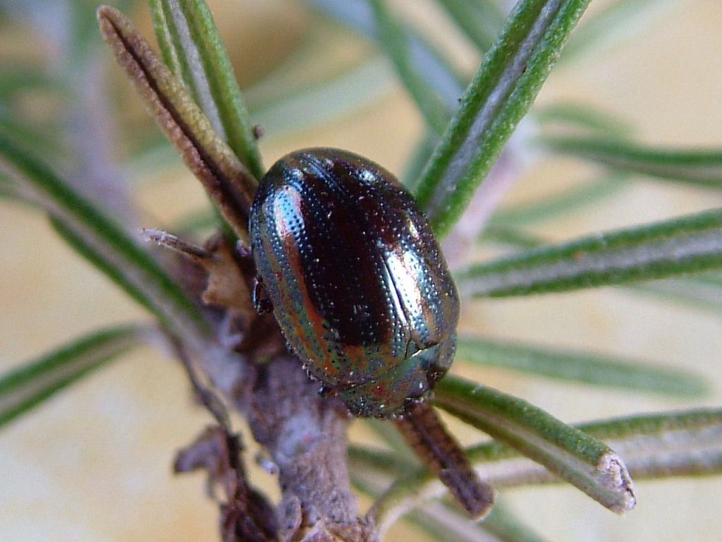 Chrysolina americana